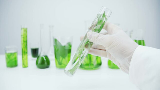 Test tube with a green sprout in the hand of a laboratory assistant. Study of the healing properties of plants. Getting a natural extract. Production of cosmetics based on natural tarvas and algae.