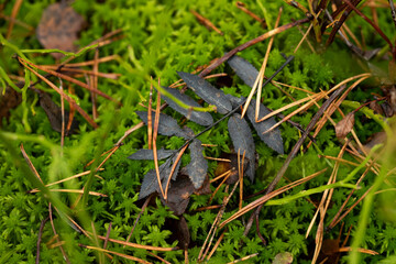 Green moss texture with autumn yellow leaves