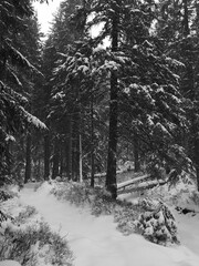 Natural black and white winter landscape in Tatra Mountains, Poland. The branches of spruce trees are covered with fresh snow after a snowstorm.