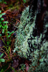 Green lichen 