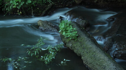 crocodile in the water