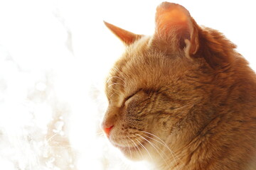 portrait of a cat © Rafaello