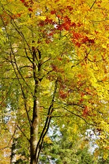 Fototapeta na wymiar Herbstlicher Wald