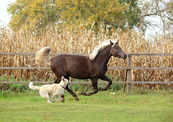 Horse and dog running together