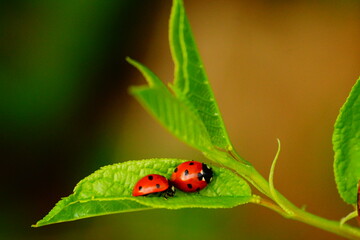 ladybird on a leaf © Rafaello
