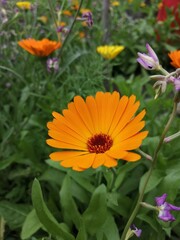 orange flower