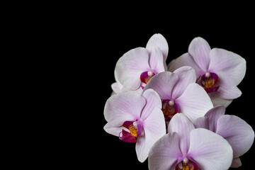 A close-up of orchids on black background. A branch of isolated pink flowers.