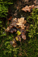 Green moss texture with autumn yellow leaves