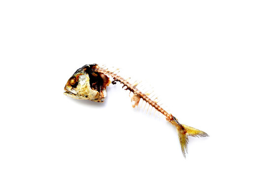 Bones and fish head isolated on white background. Remains of fried fish. food scraps