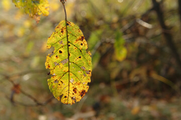 Sun shine through the green-yellow leaf of goat willow (Salix caprea), close-up, copy space for text. The leaf diseases - upperside of goat willow leaf with subepidermal telia of Melampsora caprearum