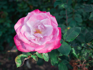 Pink rose on dark green background
