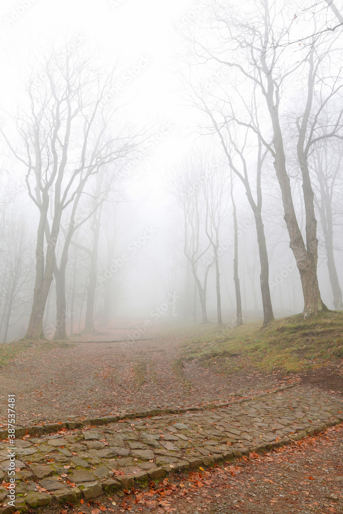 Canvas Prints trees on an alley shrouded in fog.