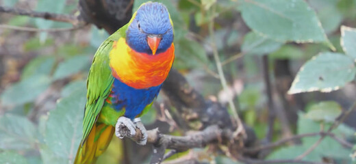 blue and yellow macaw ara ararauna
