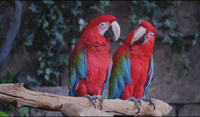 red and yellow macaw