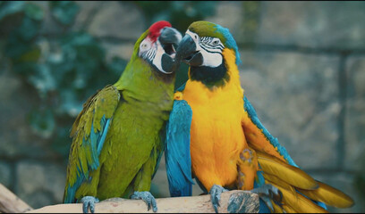 blue and gold macaw