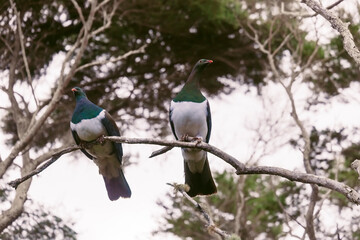 Pair of Wood Pigeons