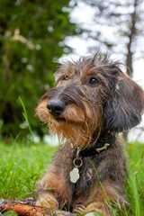 Rough-haired dachshund