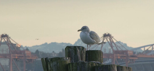 Dodo bird on Branch © Vipin