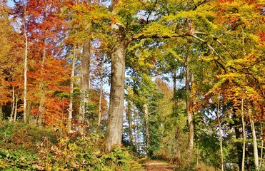 Herbstlicher Wald