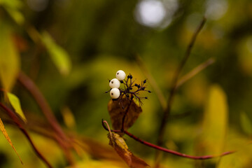White autumn berries on a background of yellow leaves and branches