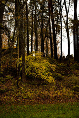 Obraz premium A hillside covered with autumn leaves with bushes and trees located on it