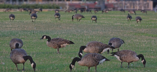 country goose and geese in the wild