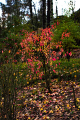Red euonymus bush against the background of forest and fallen leaves