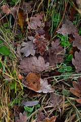 Green grass texture with autumn yellow leaves covered with rime