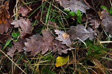 Green grass texture with autumn yellow leaves covered with rime