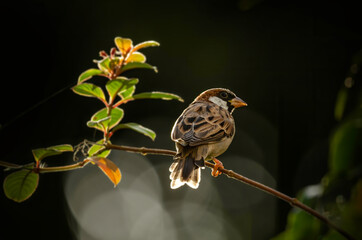 Cute Sparrow male in backlit