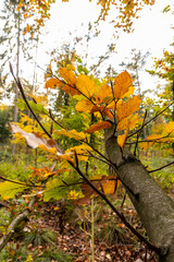 Colorful leaves in autumn and fall shine bright in the backlight and show their leaf veins in the sunlight with orange, red and yellow colors as beautiful side of nature in the cold season