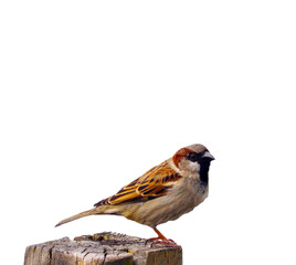 sparrow on a white background