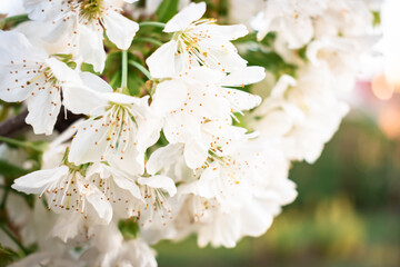 Blossoming cherry tree close-up in spingtime
