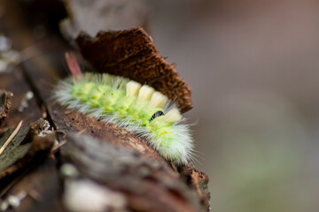 Big yellow hairy caterpillar with bushy red tail (Calliteara pudibunda) hides under tree bark with long poisonous hair and green color and convolves in danger and becomes a beautiful butterfly