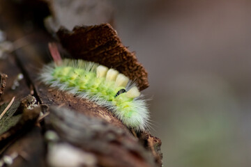 Big yellow hairy caterpillar with bushy red tail (Calliteara pudibunda) hides under tree bark with long poisonous hair and green color and convolves in danger and becomes a beautiful butterfly