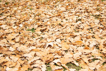 Yellow fallen oak leaves on the grass in autumn. Selective focus. Background.