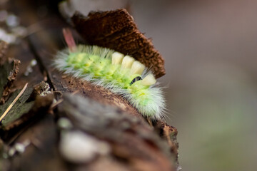 Big yellow hairy caterpillar with bushy red tail (Calliteara pudibunda) hides under tree bark with long poisonous hair and green color and convolves in danger and becomes a beautiful butterfly