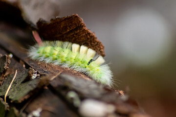 Big yellow hairy caterpillar with bushy red tail (Calliteara pudibunda) hides under tree bark with long poisonous hair and green color and convolves in danger and becomes a beautiful butterfly