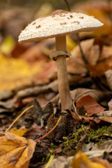 Big parasol mushroom in a forest found on mushrooming tour in autumn with brown foliage in backlight on the ground in mushroom season as delicious but possibly poisonous and dangerous forest fruit