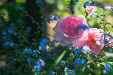 Fototapeta na wymiar Soft pink rose