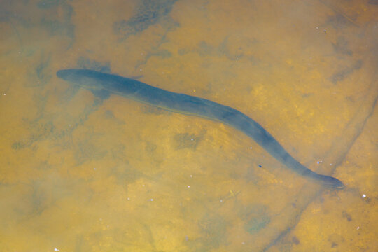 New Zealand Longfin Eel