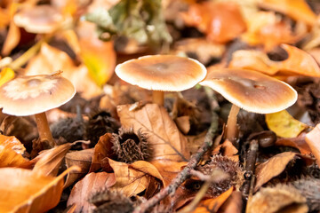 Macro of mushroom in a forest found on mushrooming tour in autumn with brown foliage in backlight on the ground in mushroom season as delicious but possibly poisonous and dangerous forest fruit