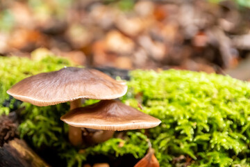 Macro of mushroom in a forest found on mushrooming tour in autumn with brown foliage in backlight on the ground in mushroom season as delicious but possibly poisonous and dangerous forest fruit