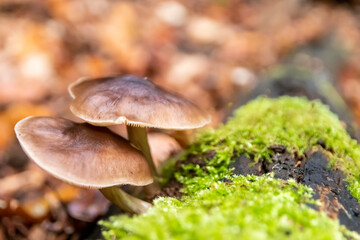 Macro of mushroom in a forest found on mushrooming tour in autumn with brown foliage in backlight on the ground in mushroom season as delicious but possibly poisonous and dangerous forest fruit