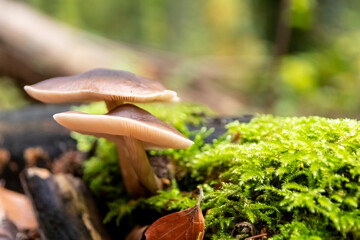 Macro of mushroom in a forest found on mushrooming tour in autumn with brown foliage in backlight on the ground in mushroom season as delicious but possibly poisonous and dangerous forest fruit
