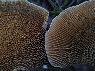 The gills of mushroom (Lamella)