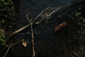 Nice top view of clear water full of branches and rotten wood in lake in nature park