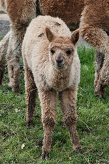 Cute baby alpaca in the meadow and chewing the grass.