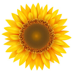 Sunflower isolated, realistic yellow summer flower vector illustration.
