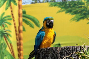 Multicolored parrot in front of tropical background - 387540868